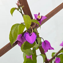 Charger l'image dans la galerie, Boucles d'oreilles Cœur-Soleil miroir violet sur créoles 💛🌞