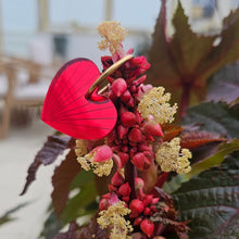 Charger l'image dans la galerie, Boucles d'oreilles Cœur-Soleil miroir rouge sur créoles ❤️🌞