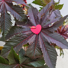 Charger l'image dans la galerie, Boucles d'oreilles Cœur-Soleil miroir rouge sur créoles ❤️🌞