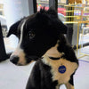 Charger l'image dans la galerie, Médaille chien ou chat personnalisable
