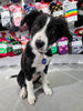 Charger l'image dans la galerie, Médaille chien ou chat personnalisable
